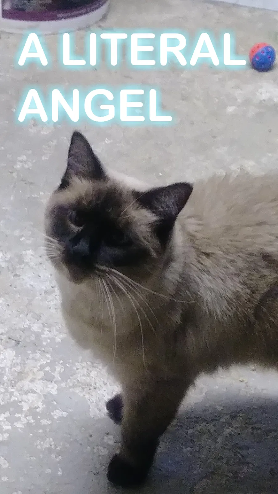 Lost cat in Canton, OH, 44703