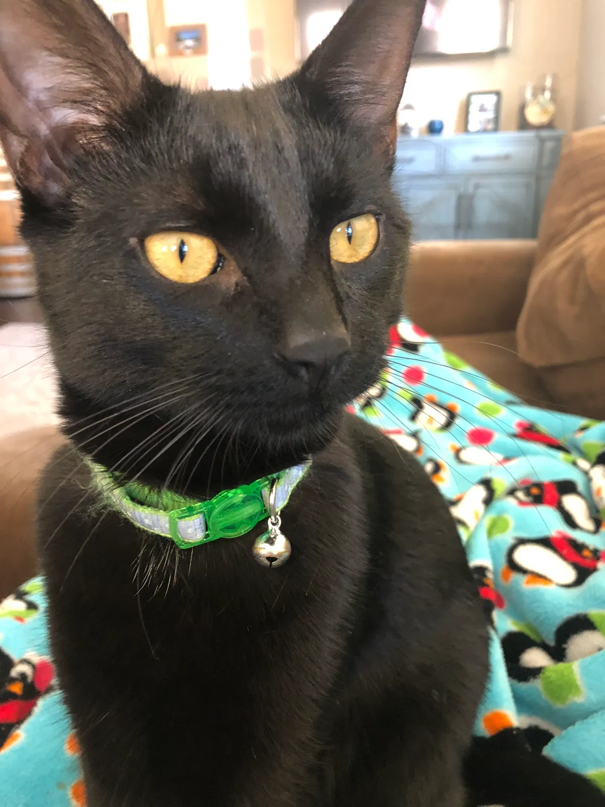 Lost cat in Galt, CA, 95632