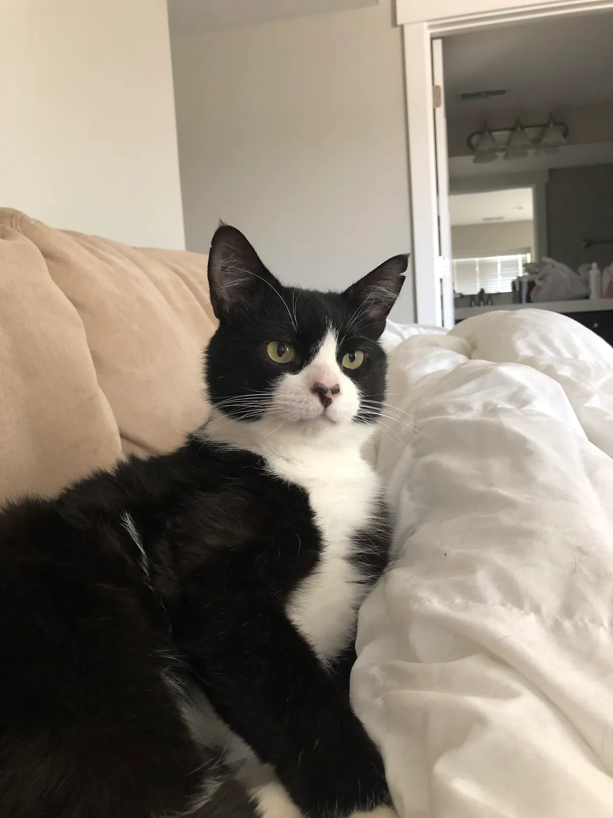 Lost cat in Provo, UT, 84606