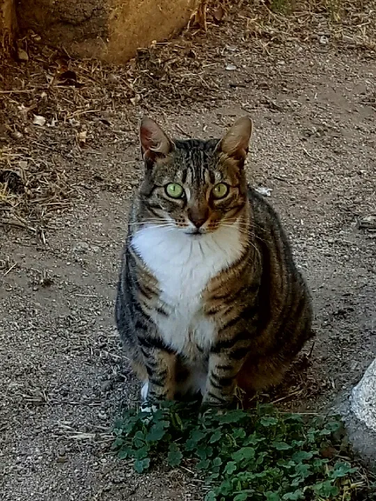 Lost cat in Oceanside, CA, 92056