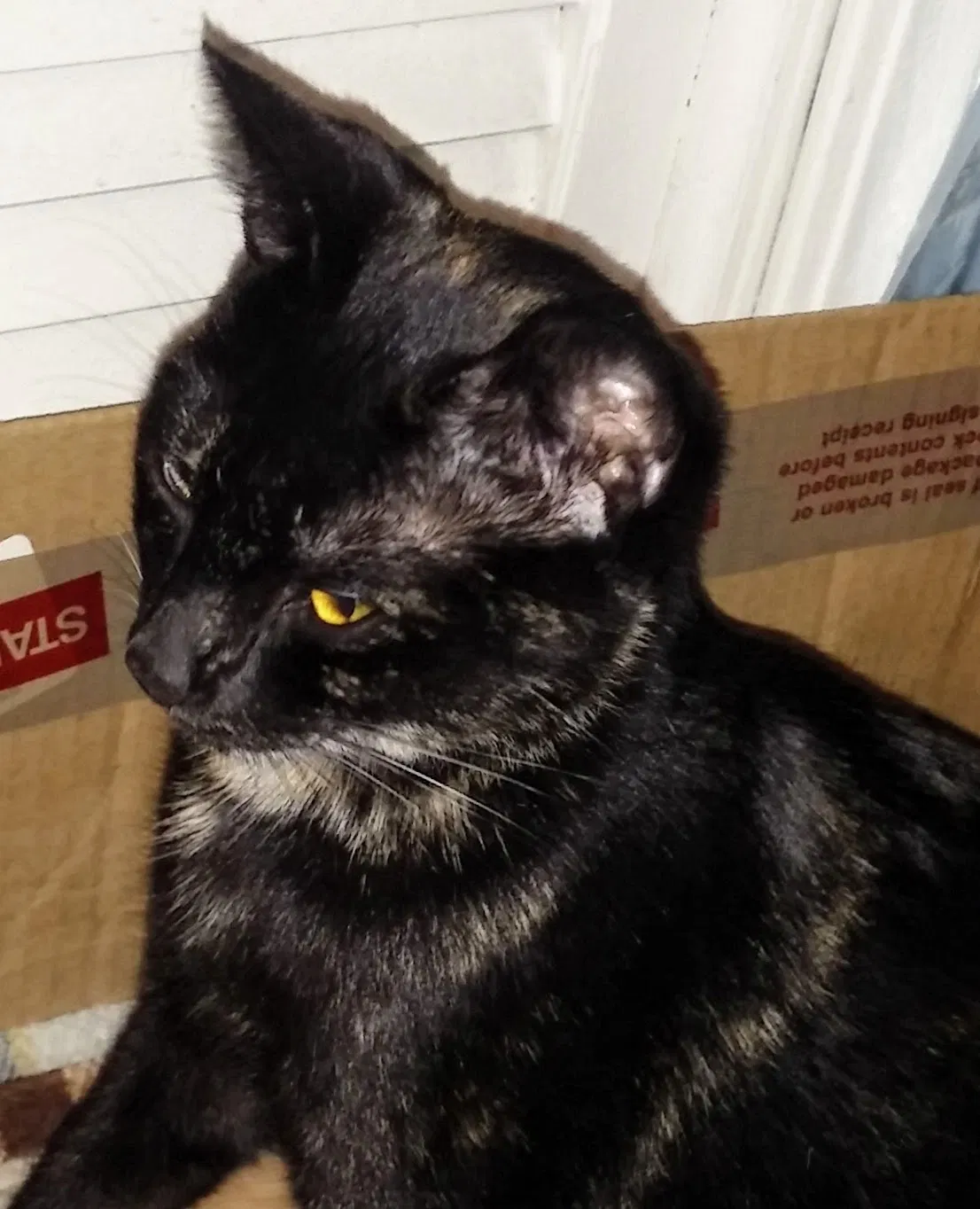 Lost cat in Marietta, GA, 30066