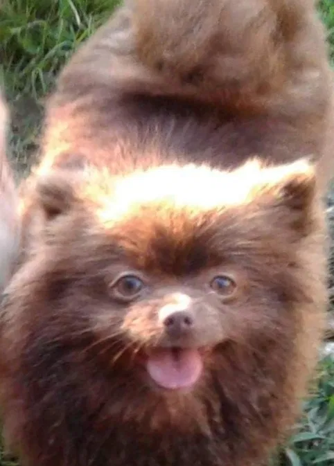 Lost dog in Fort Gibson, OK, 74434
