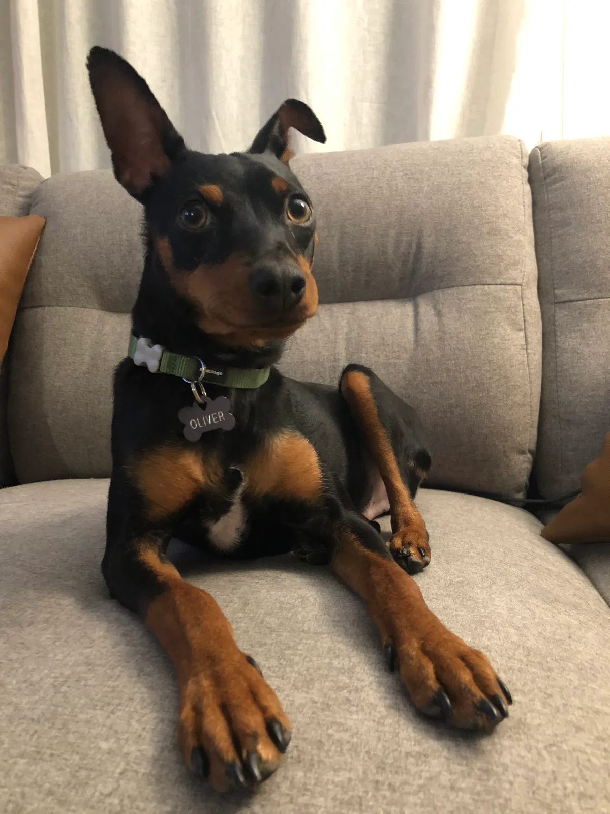 Lost dog in Seattle, WA, 98188