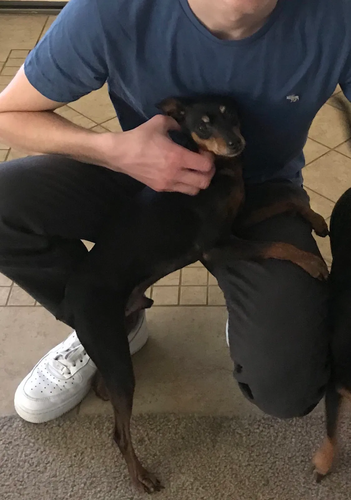 Lost dog in Modesto, CA, 95356