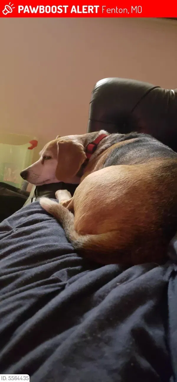 Lost dog in Fenton, MO, 63026
