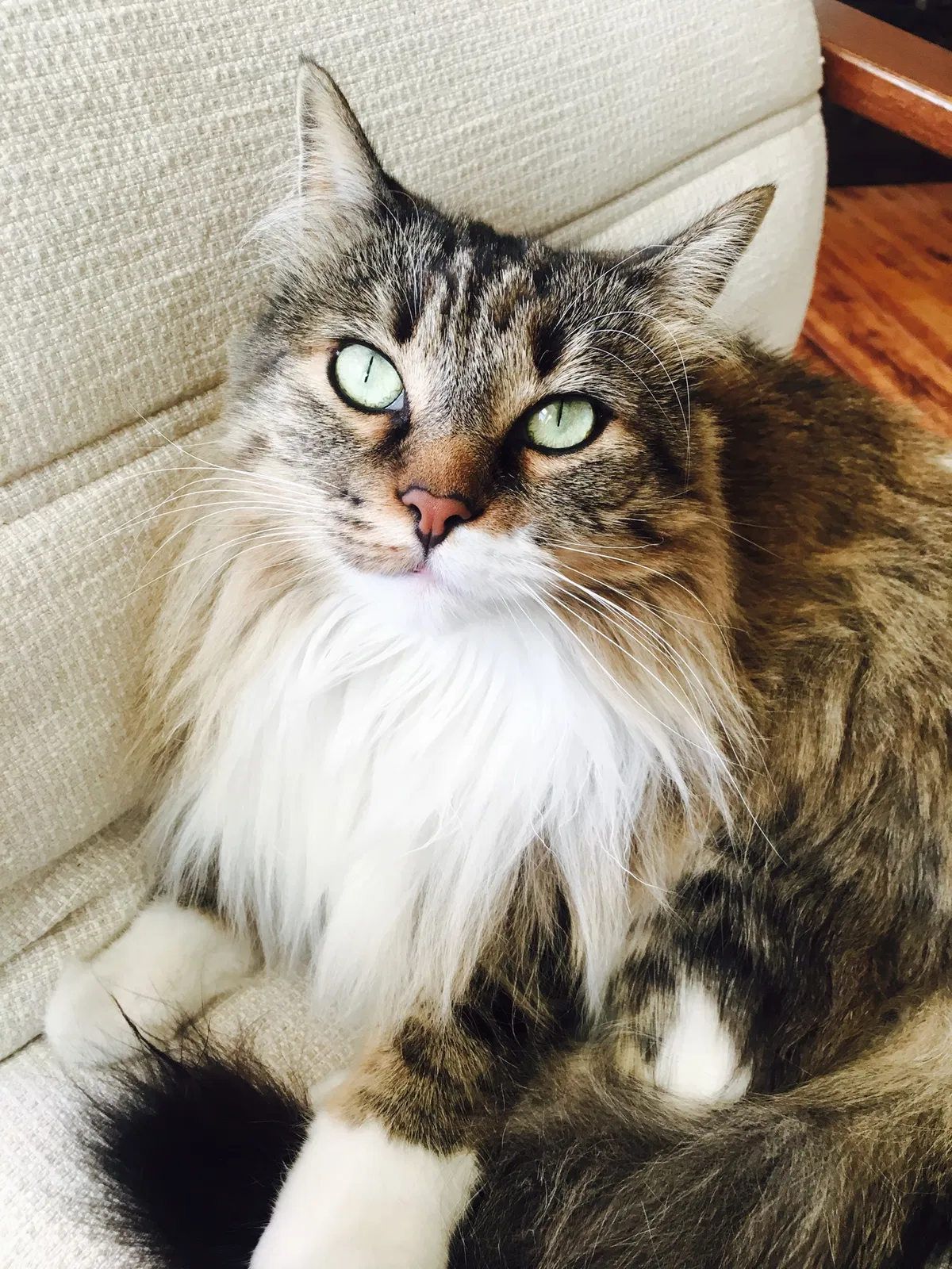 Lost cat in Saint Paul, MN, 55124