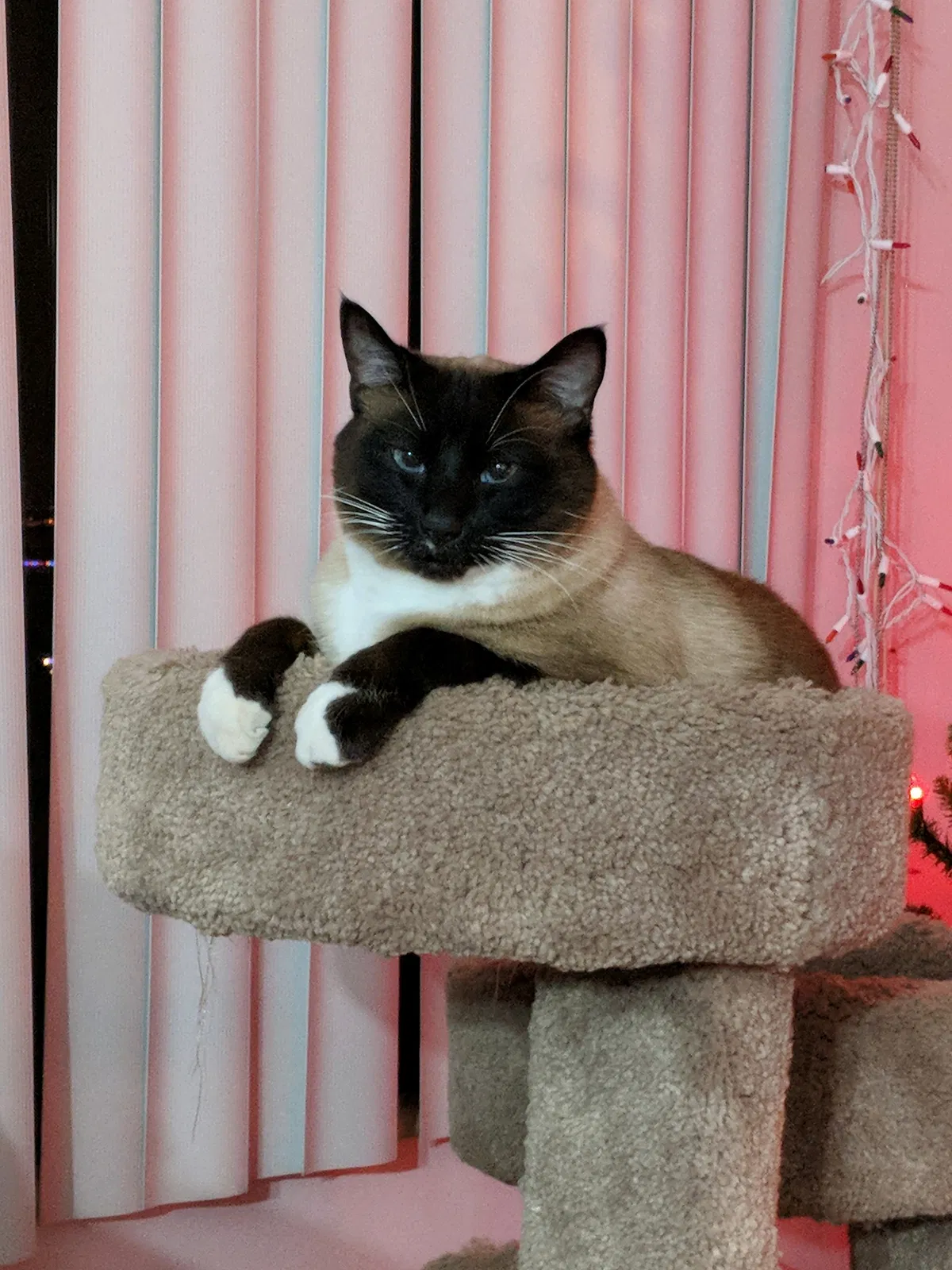 Lost cat in Everett, WA, 98203