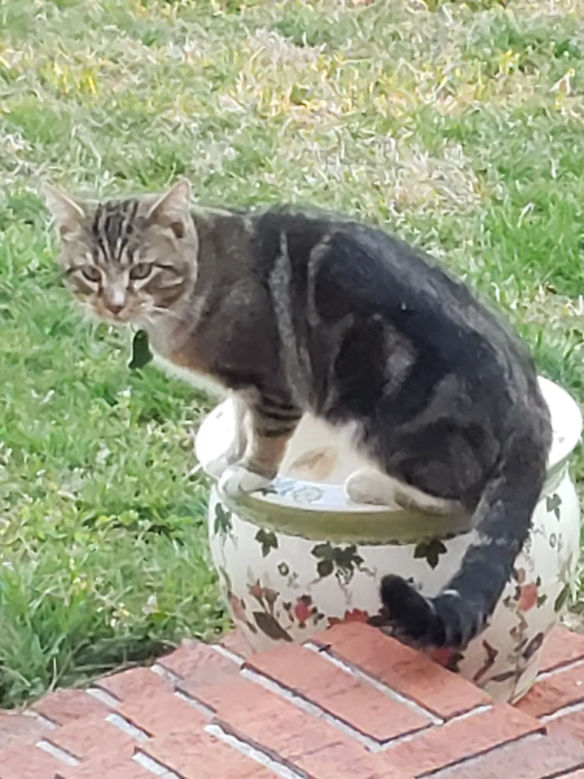 Lost cat in Albertville, AL, 35951