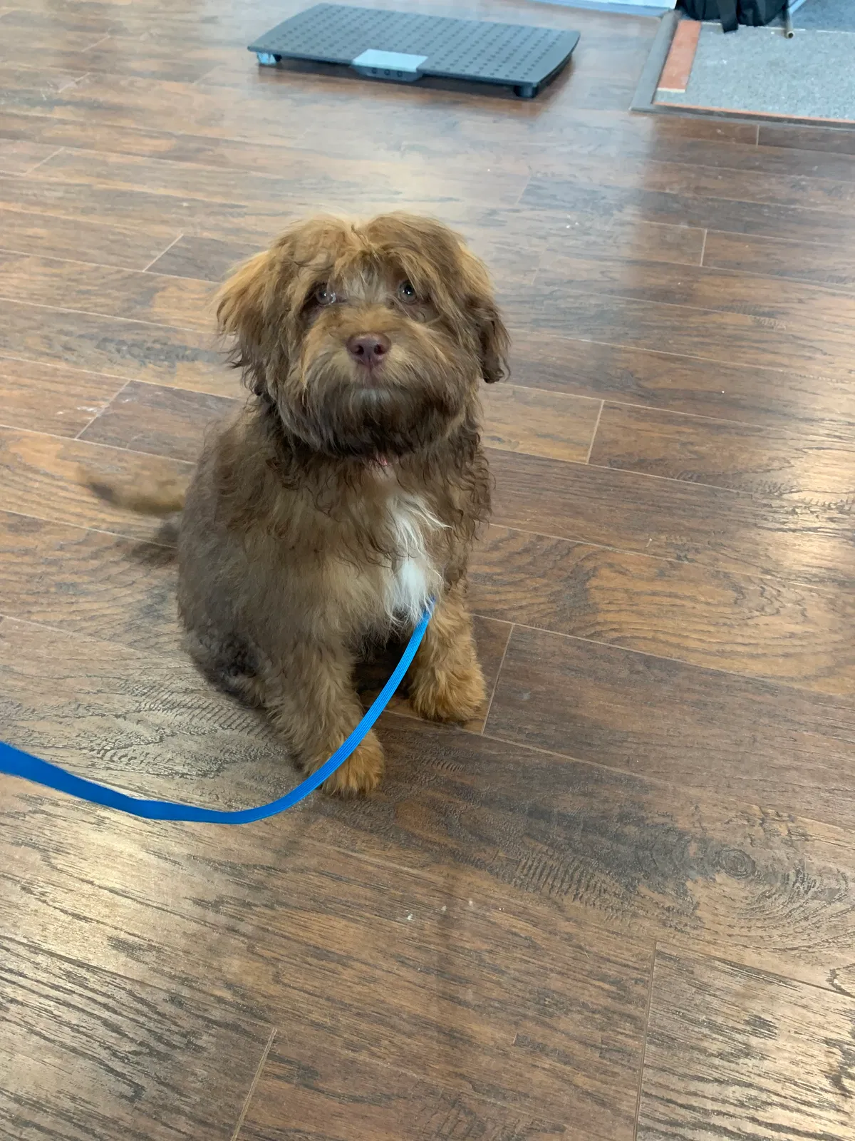 Lost dog in Manhattan, KS, 66503