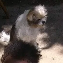 Lost dog in Tuscaloosa, AL, 35401