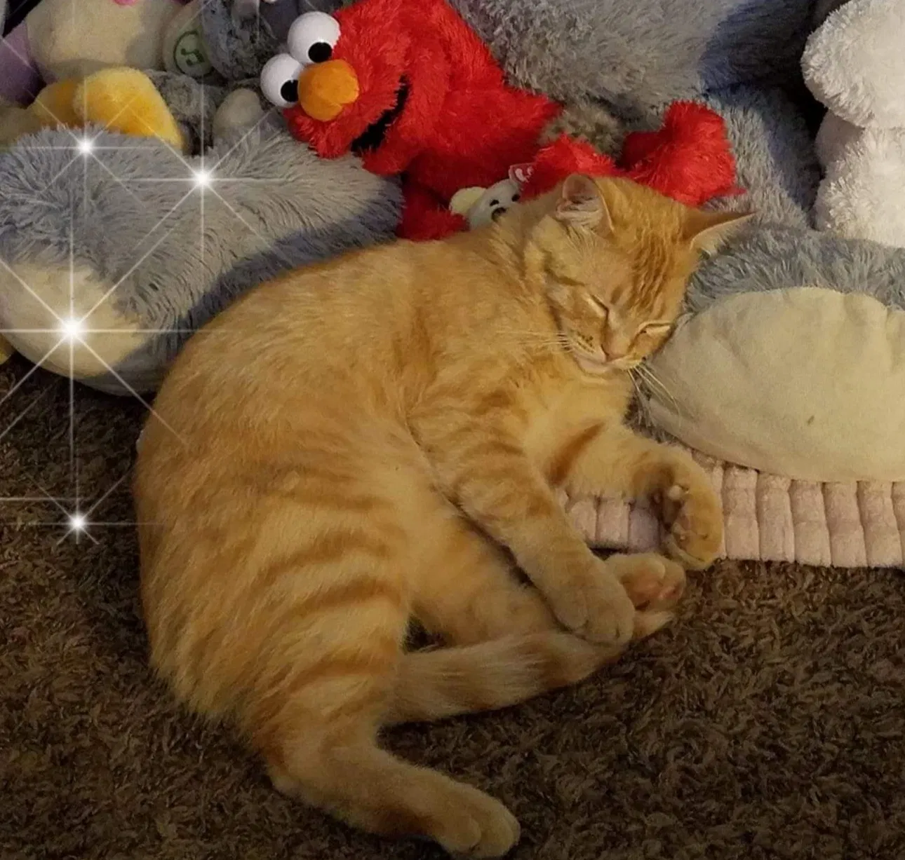 Lost cat in Portland, OR, 97230