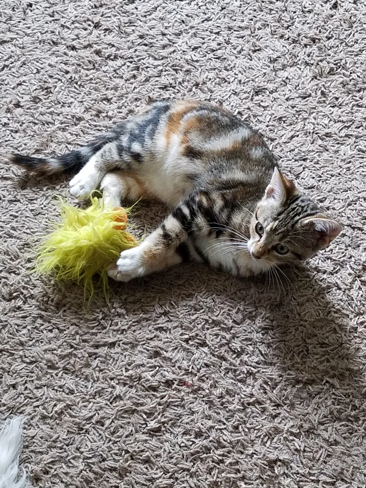 Lost cat in Saint Paul, MN, 55102