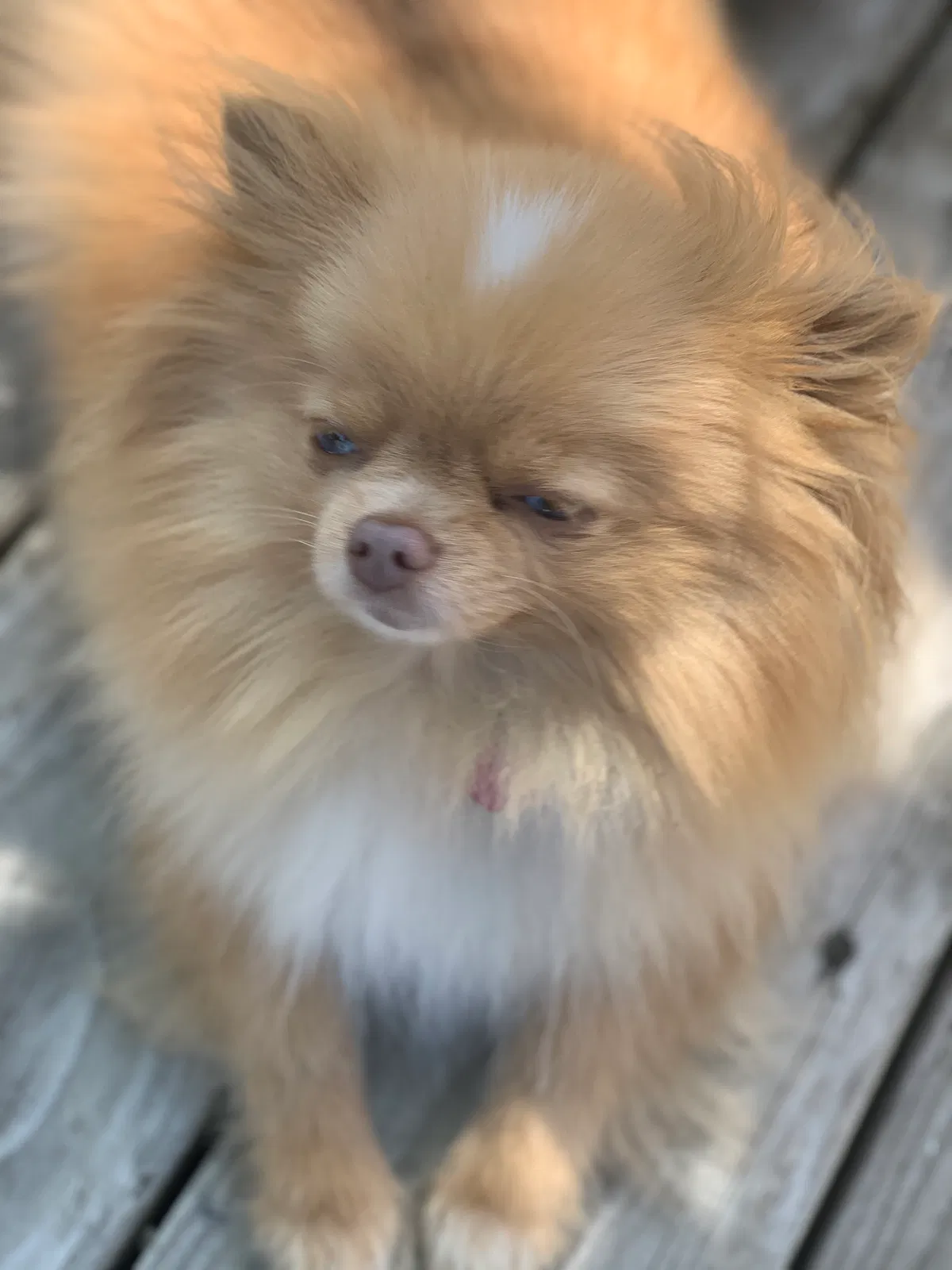 Lost dog in Santa Rosa, CA, 95407