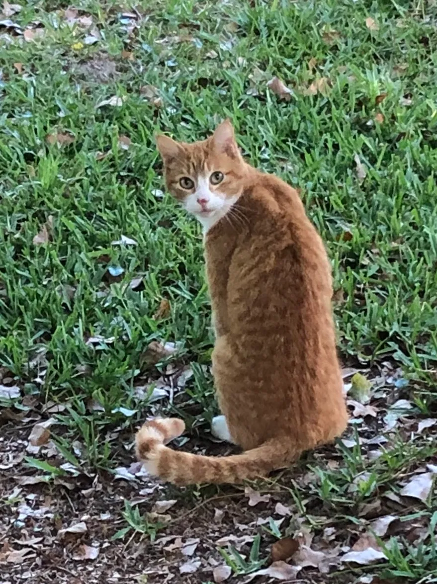 Lost cat in Jacksonville, FL, 32257