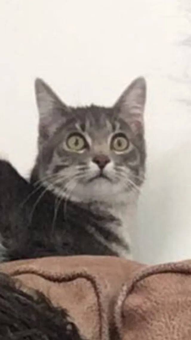 Lost cat in Saint Paul, MN, 55122