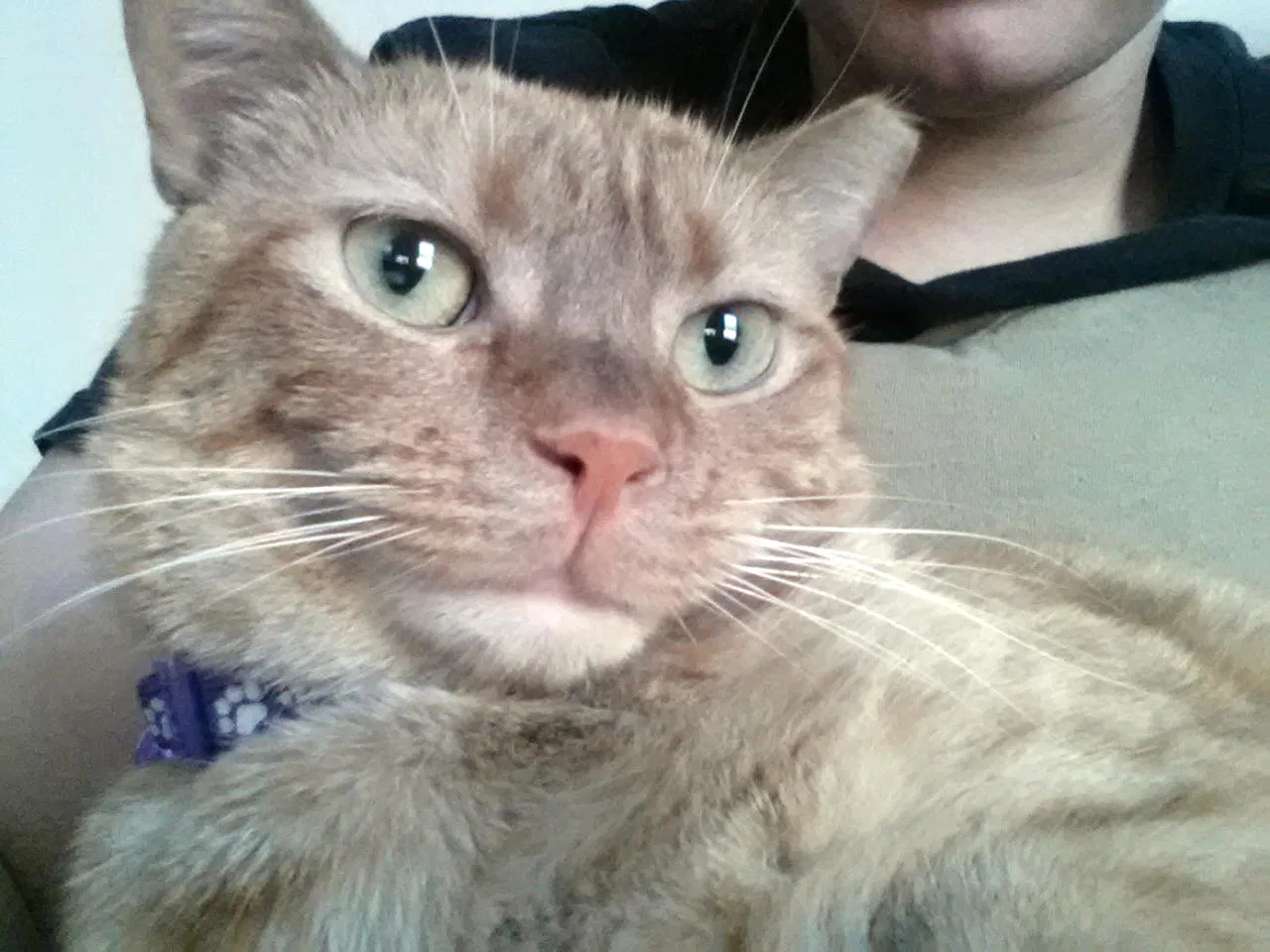 Lost cat in Henrico, VA, 23228