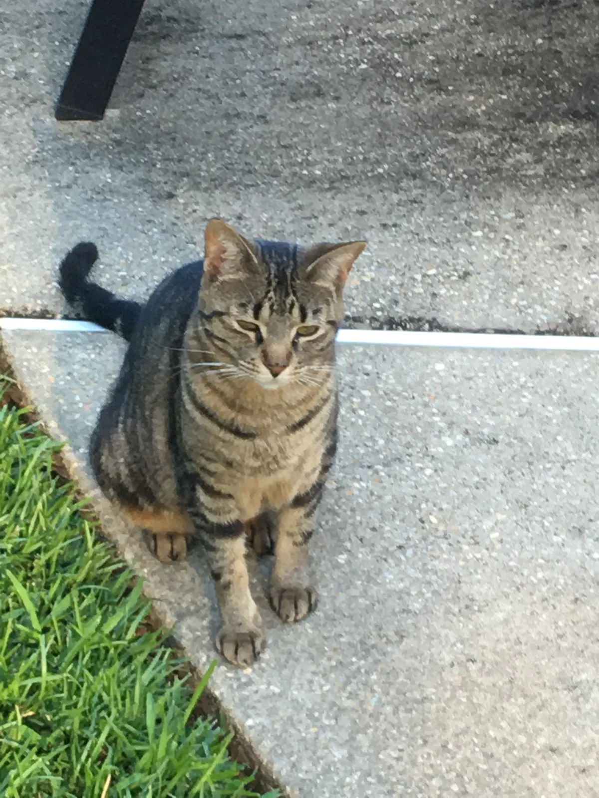 Lost cat in Milton, FL, 32571