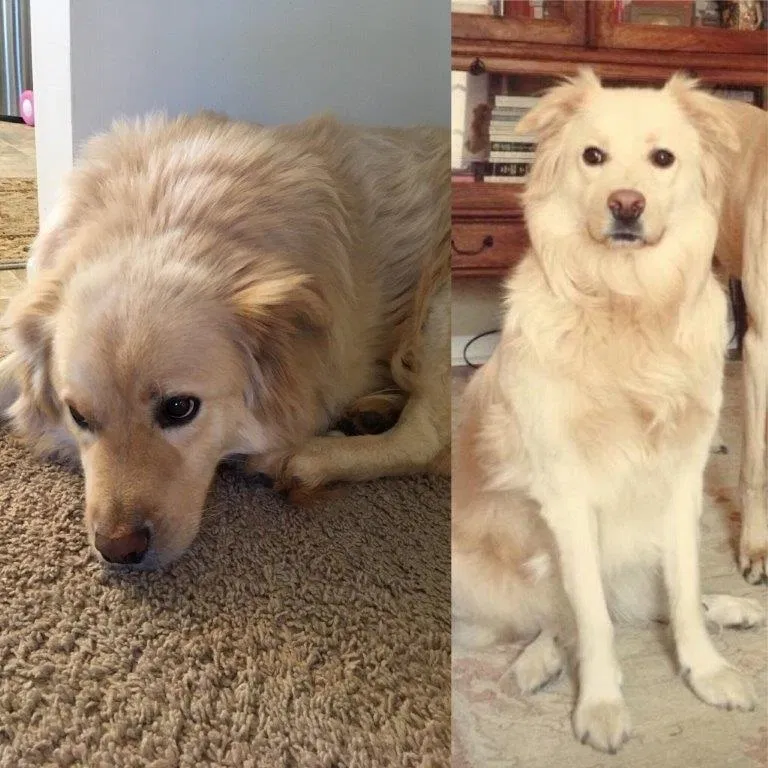 Lost dog in Savannah, GA, 31406
