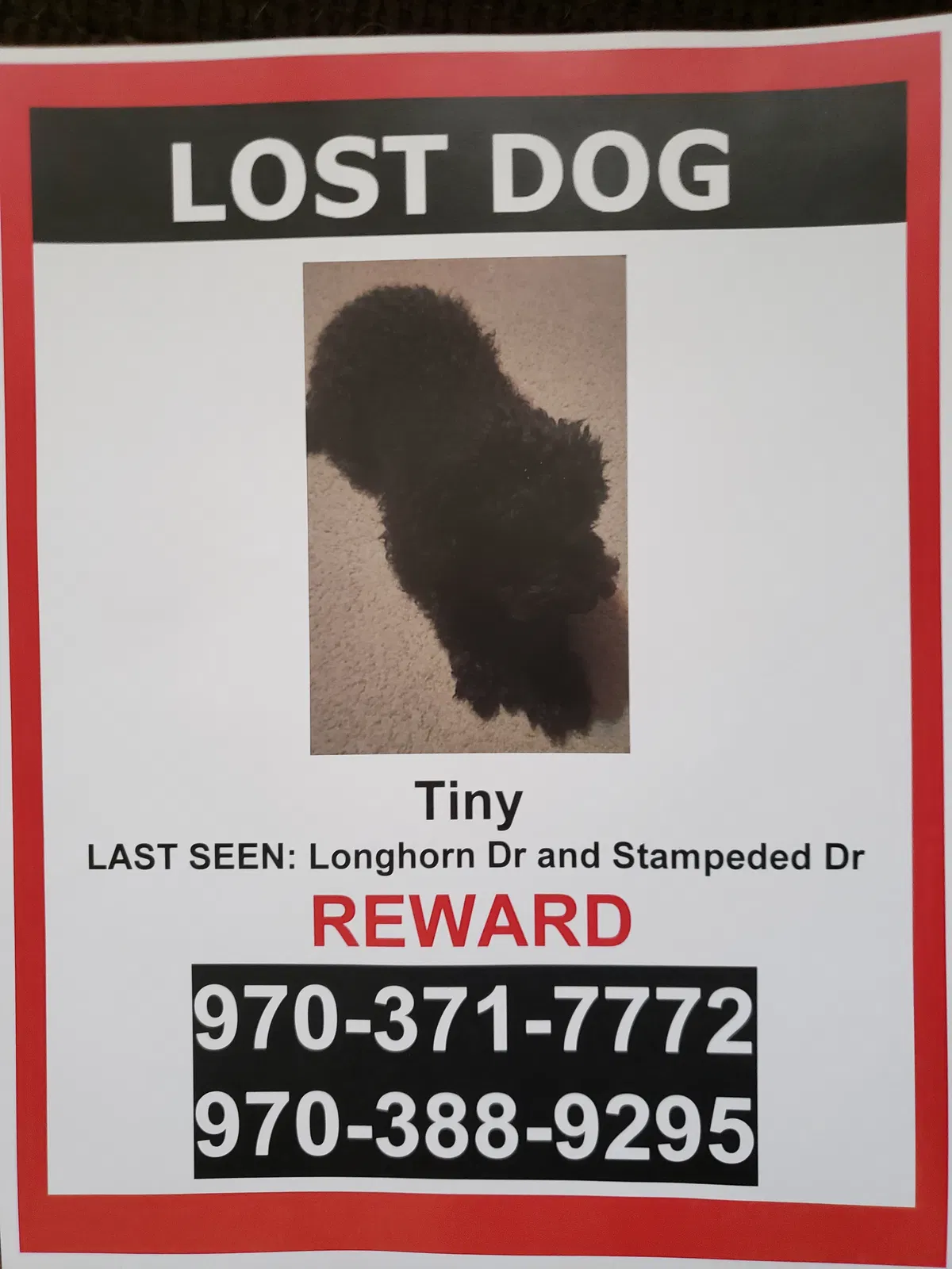 Lost dog in Evans, CO, 80620