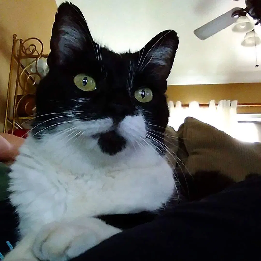 Lost cat in Hemet, CA, 92545