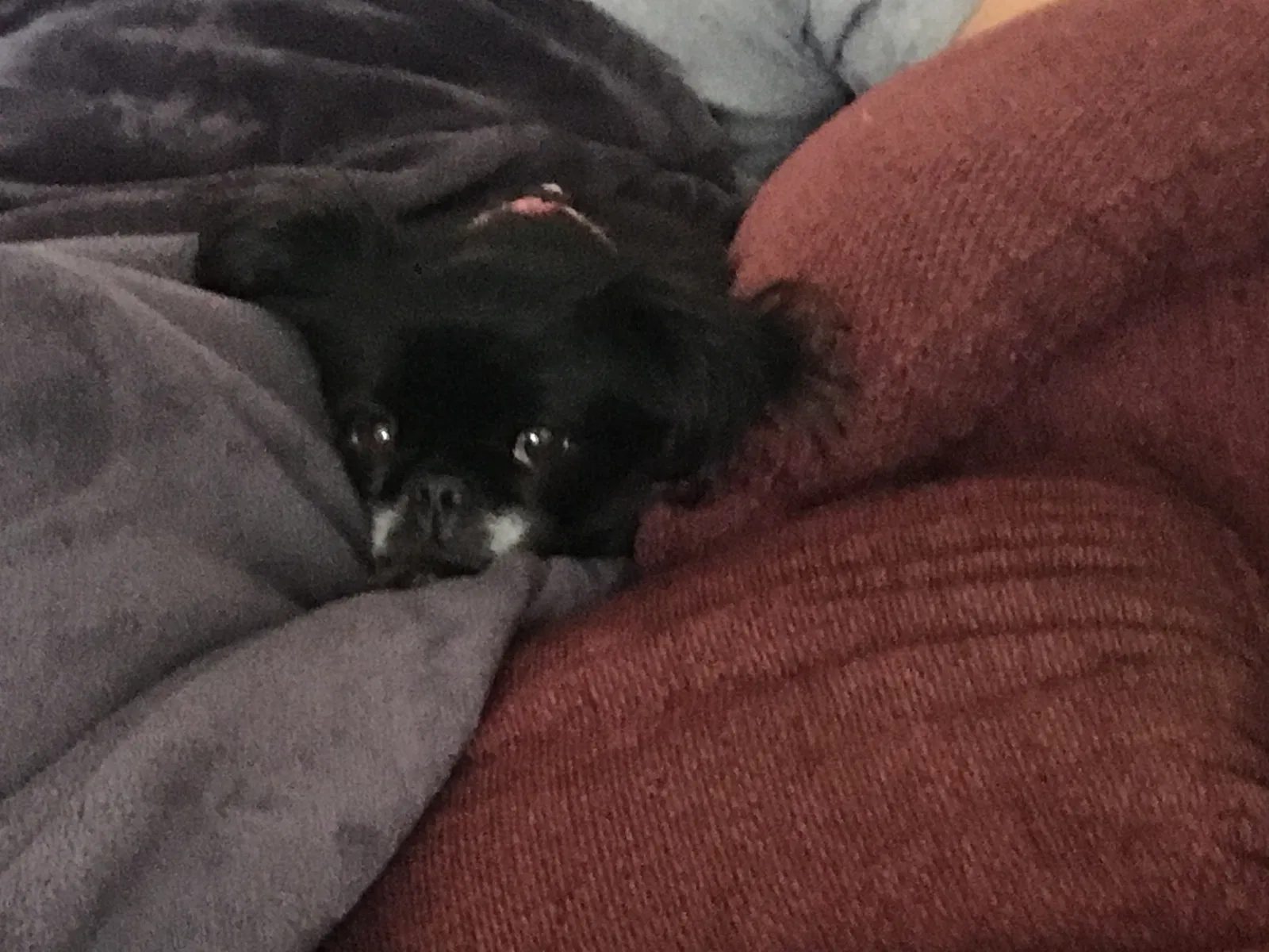 Lost dog in Heath, OH, 43056