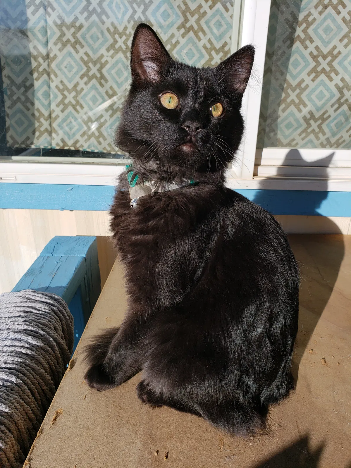 Lost cat in Flagstaff, AZ, 86004