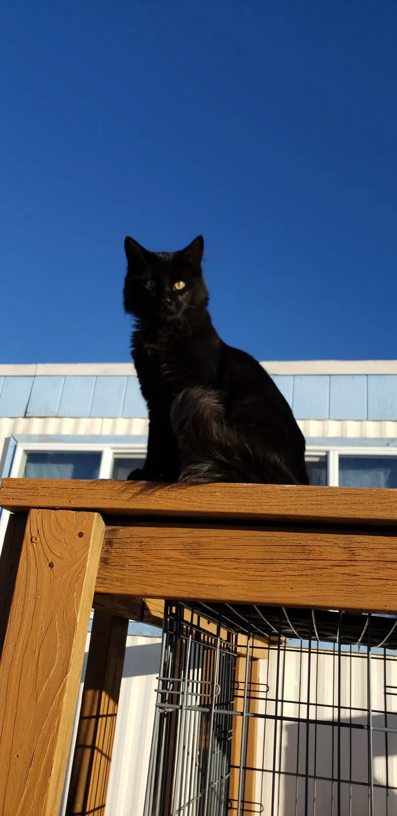 Lost cat in Flagstaff, AZ, 86004
