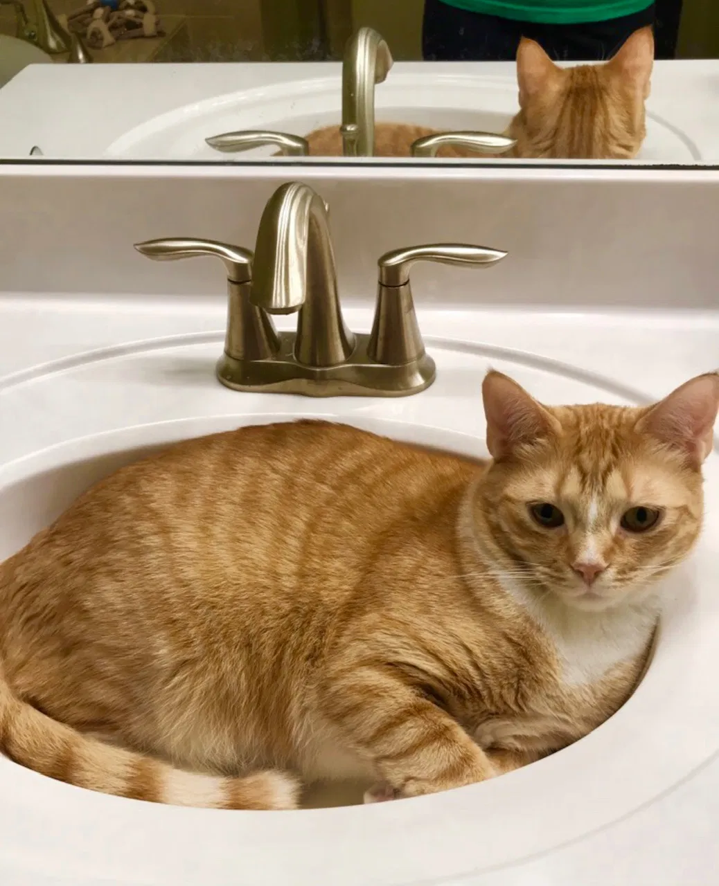 Lost cat in Fort Myers, FL, 33905