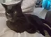Lost cat in Orlando, FL, 32835