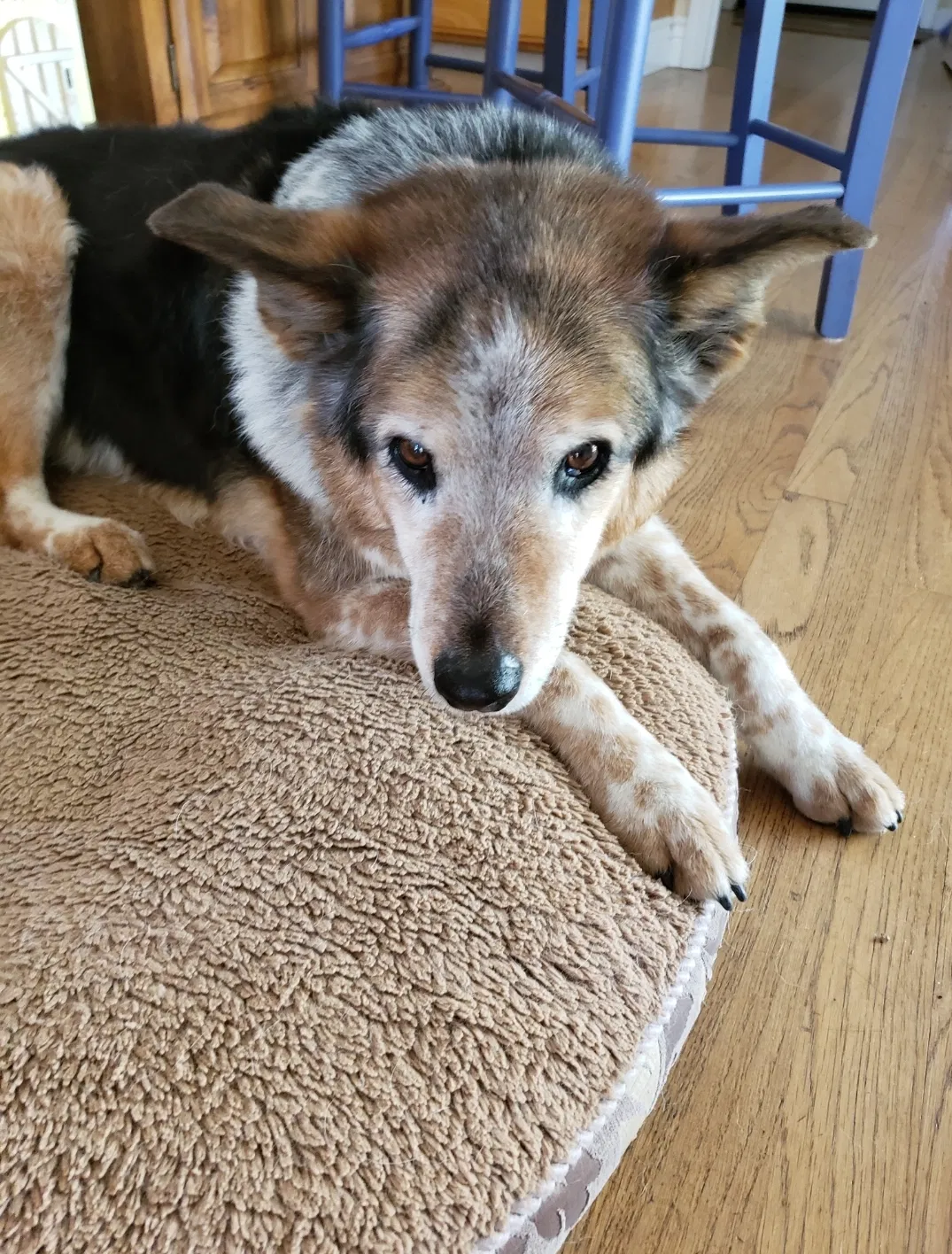 Lost dog in Grass Valley, CA, 95945