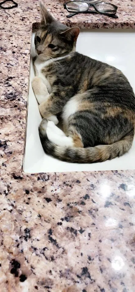 Lost cat in Salt Lake City, UT, 84118