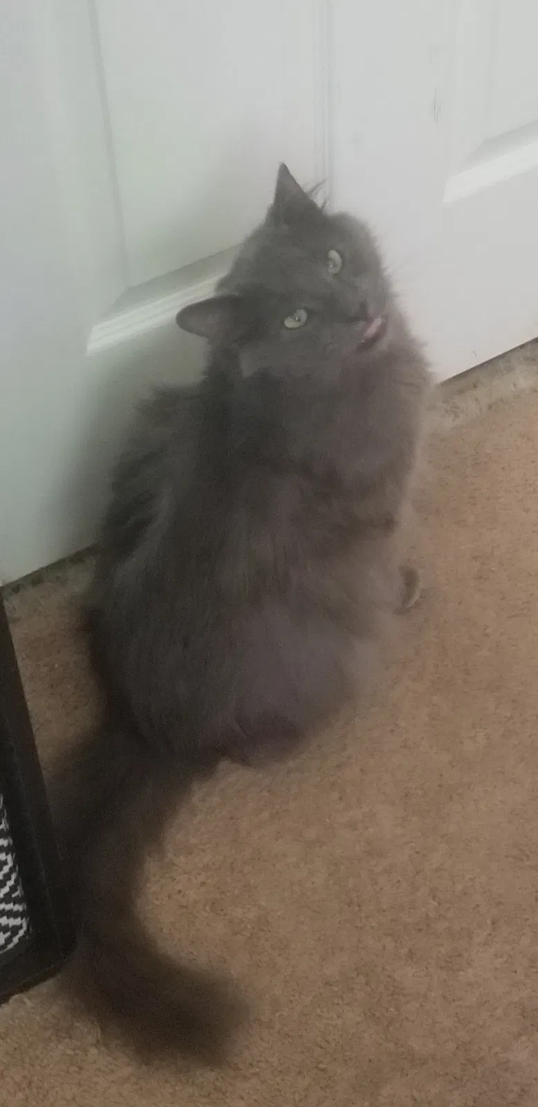 Lost cat in Centerton, AR, 72719