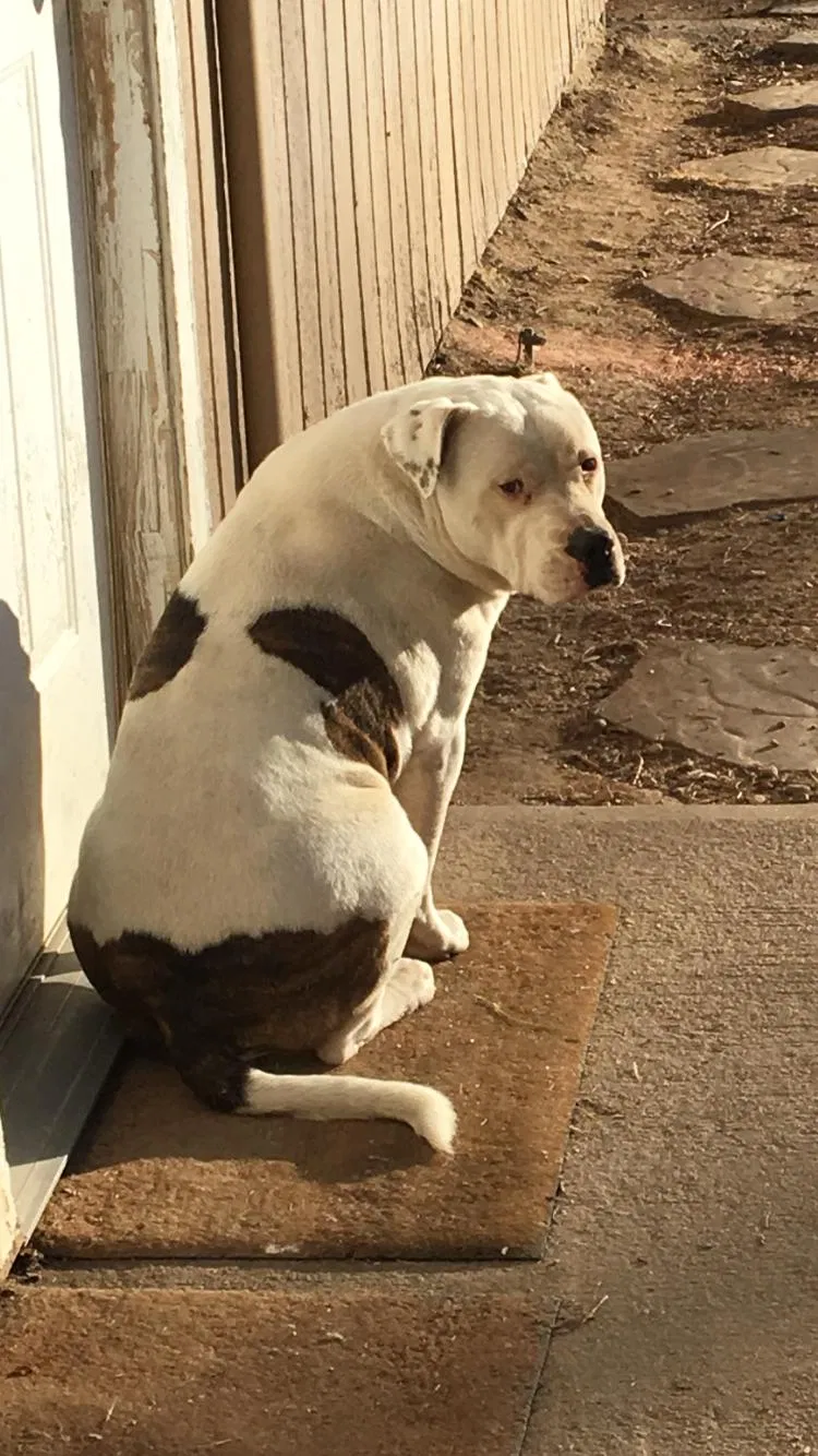 Lost dog in Manzanola, CO, 81058