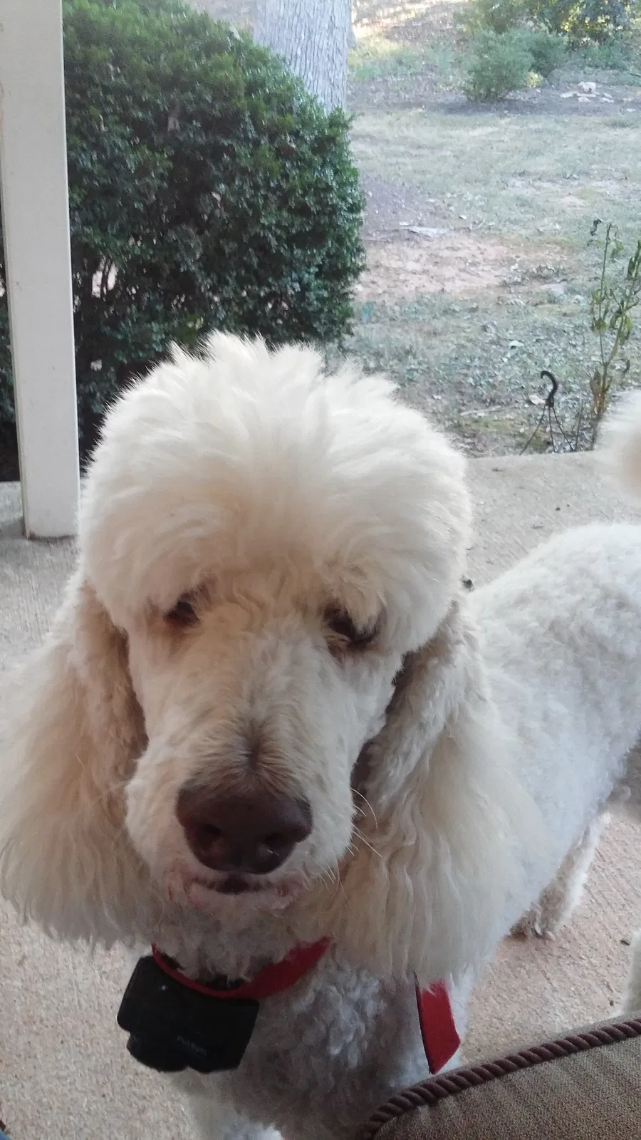 Lost dog in Clarksville, VA, 23927