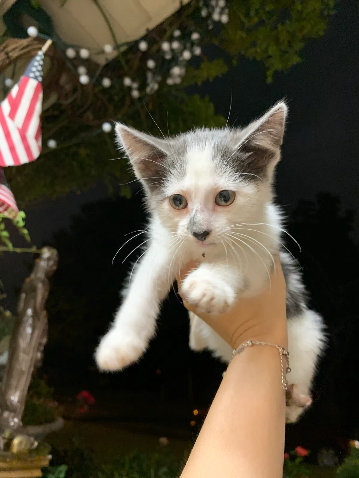 Lost cat in Tulsa, OK, 74145