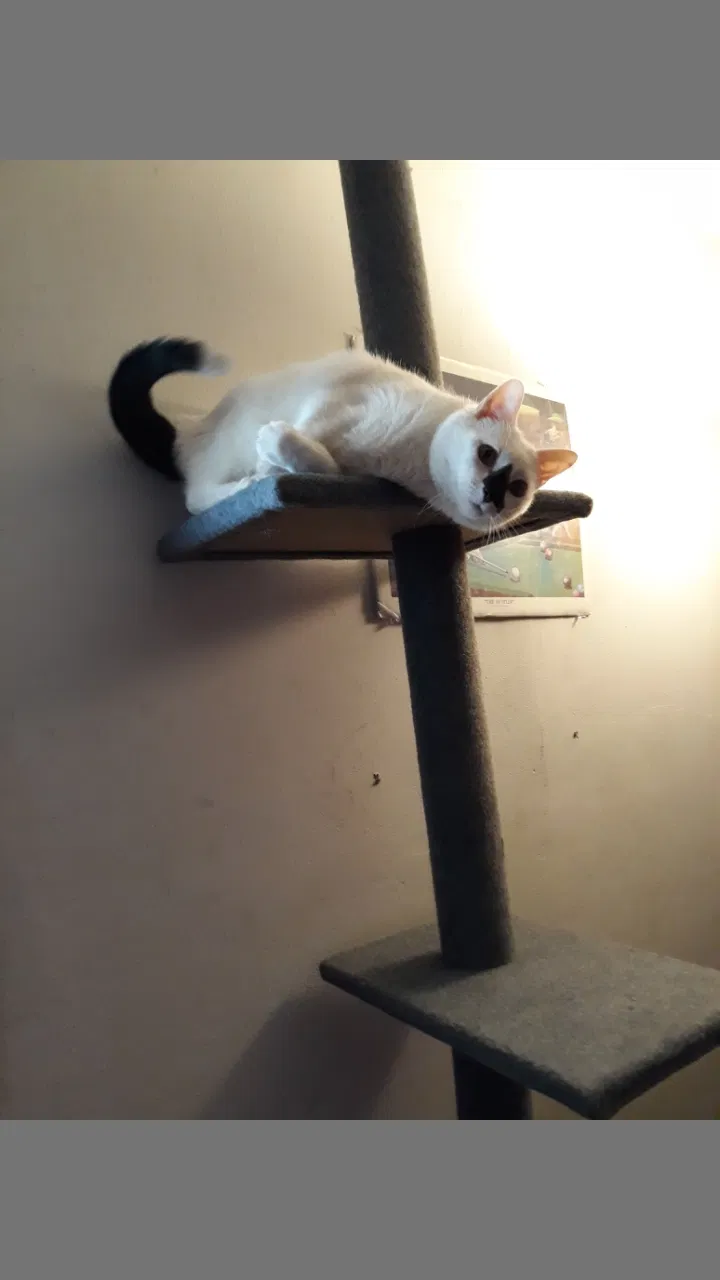 Lost cat in Milwaukee, WI, 53224