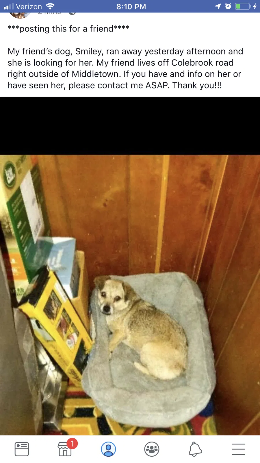 Lost dog in Middletown, PA, 17057