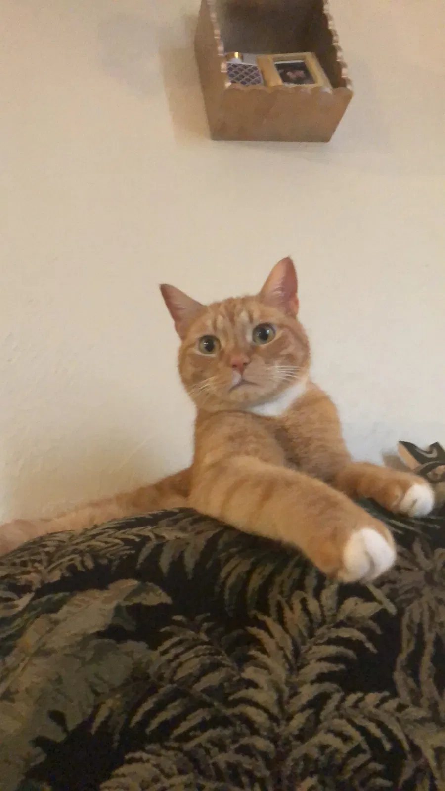 Lost cat in Los Osos, CA, 93402