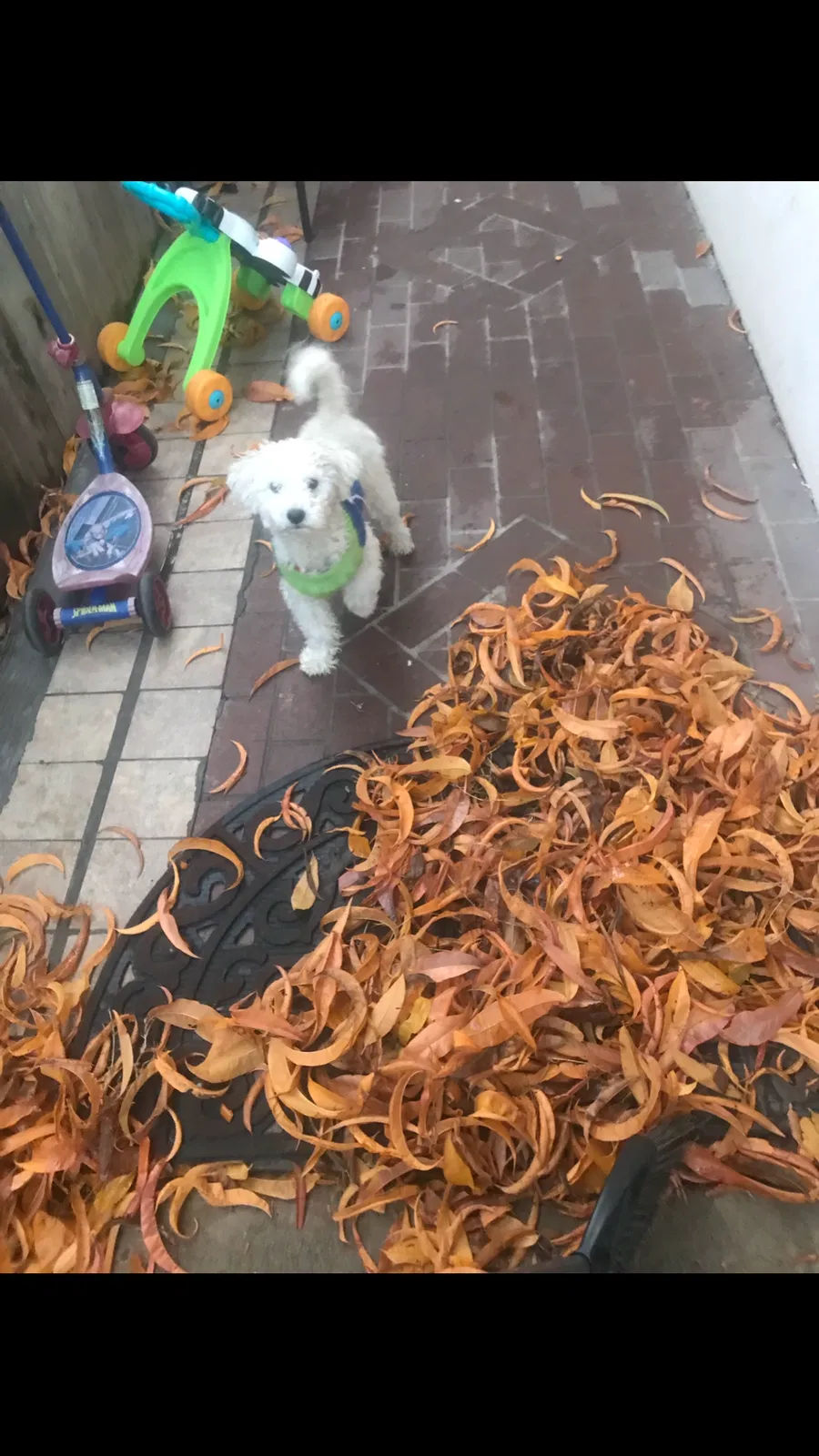 Lost dog in North Highlands, CA, 95660