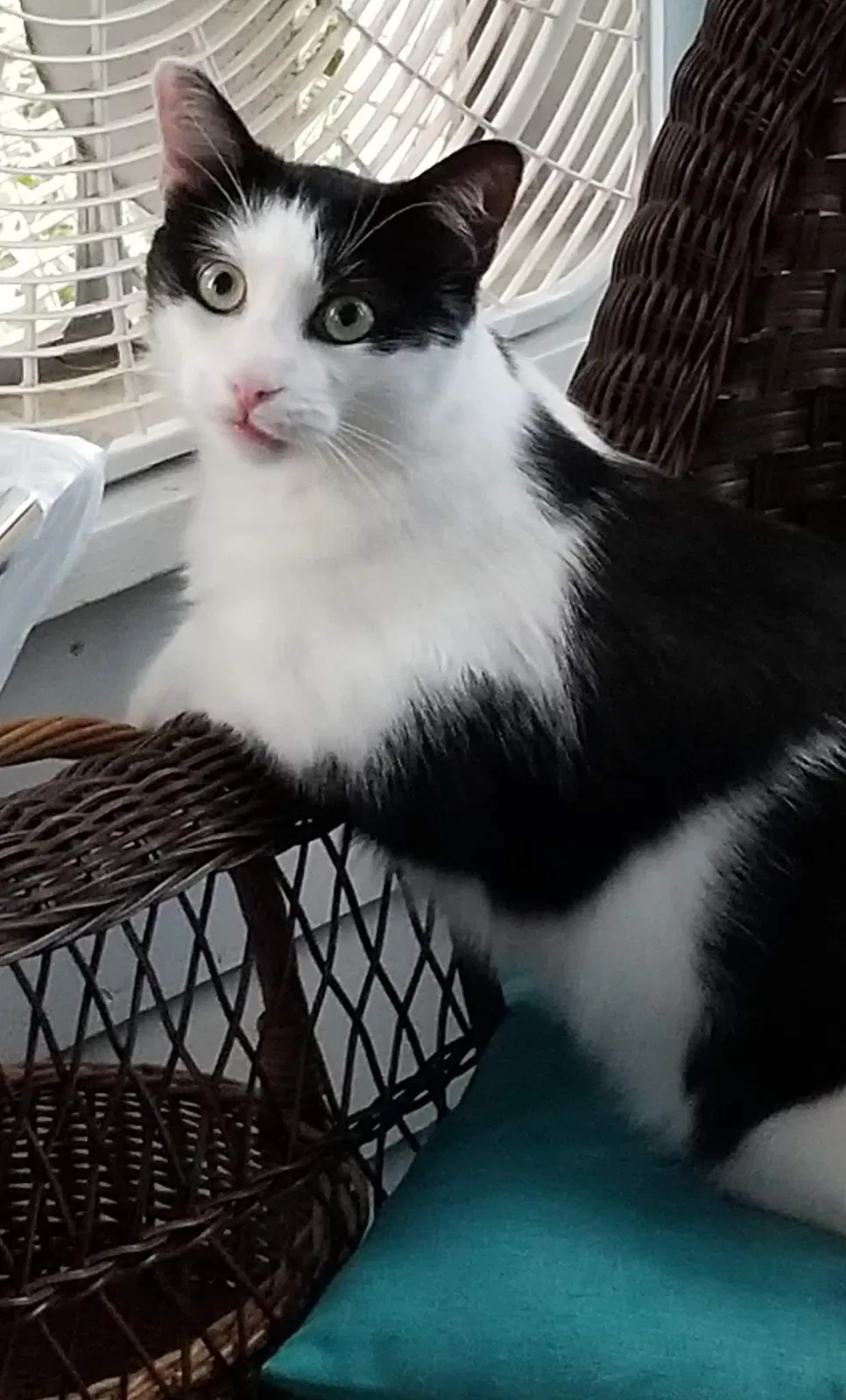 Lost cat in Luverne, MN, 56156