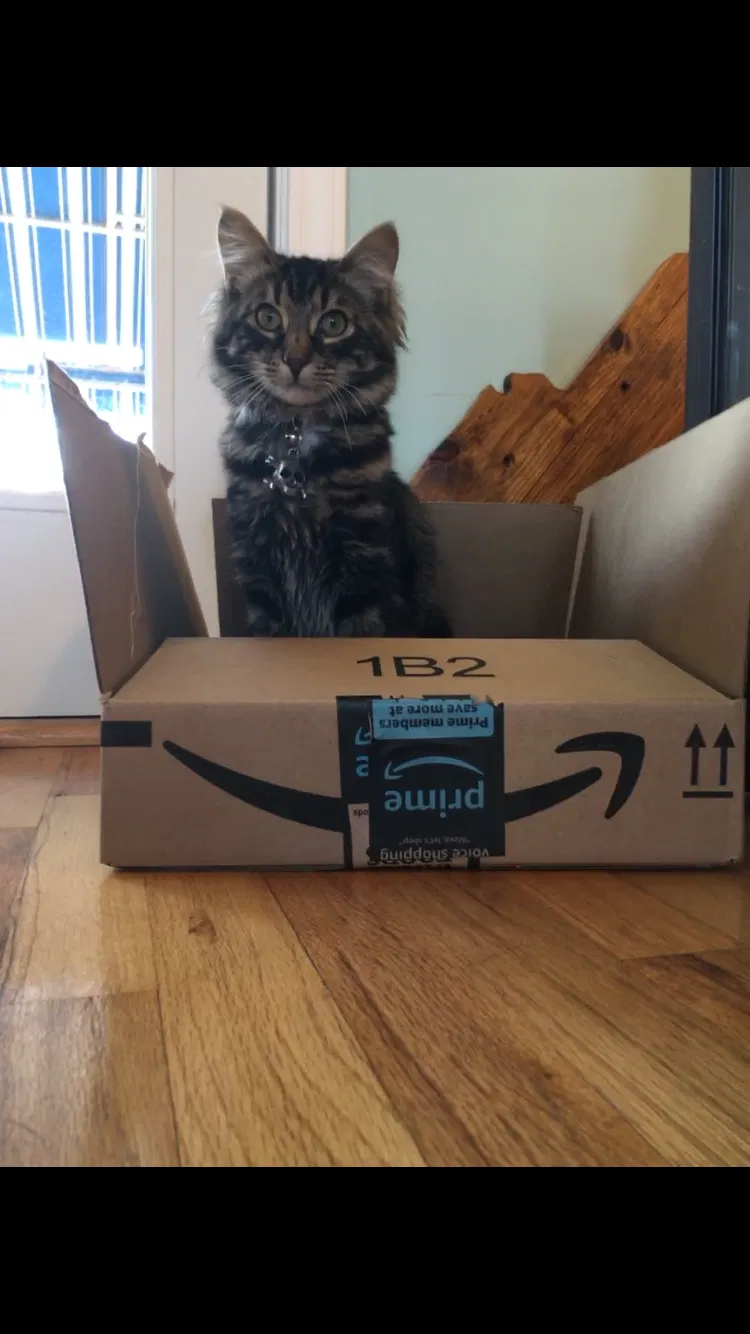 Lost cat in Irmo, SC, 29063