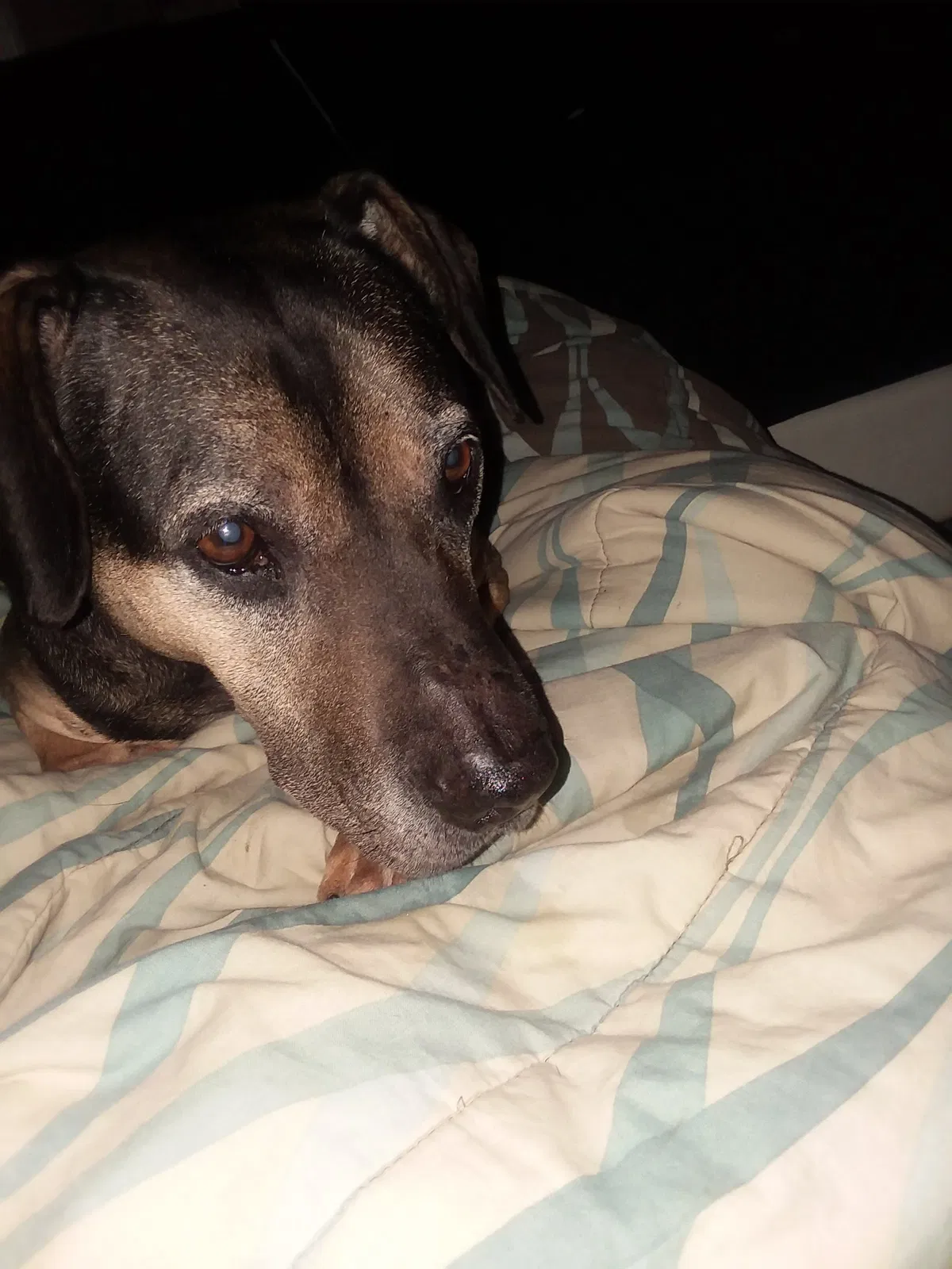 Lost dog in Stockbridge, GA, 30281