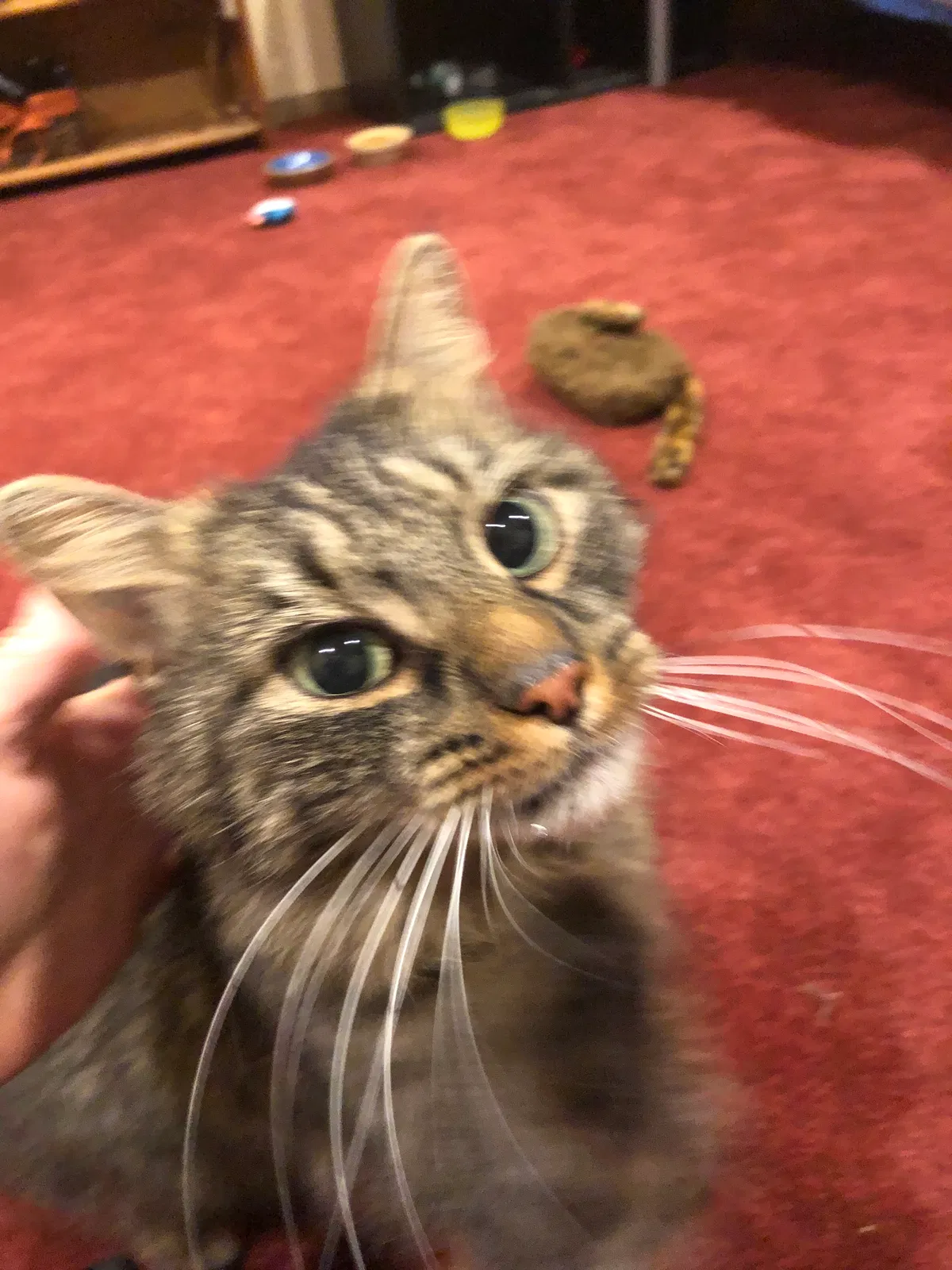Lost cat in Framingham, MA, 1701