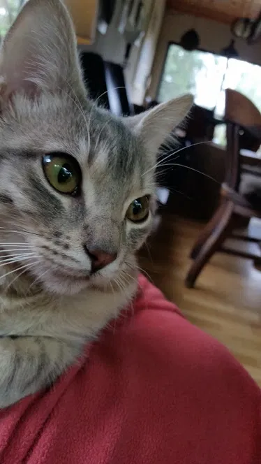 Lost cat in Seattle, WA, 98198