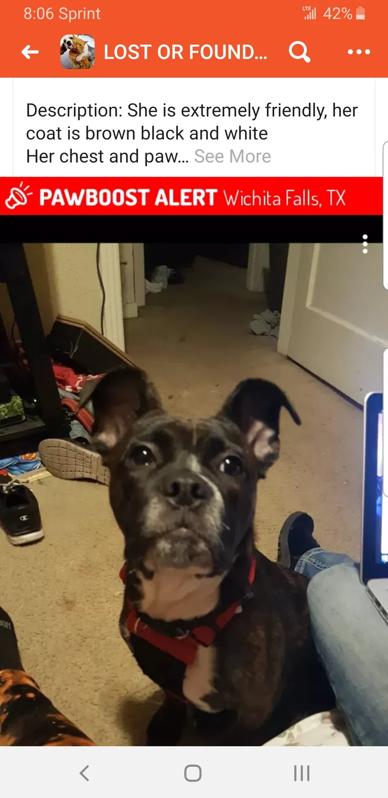 Lost dog in Wichita Falls, TX, 76302