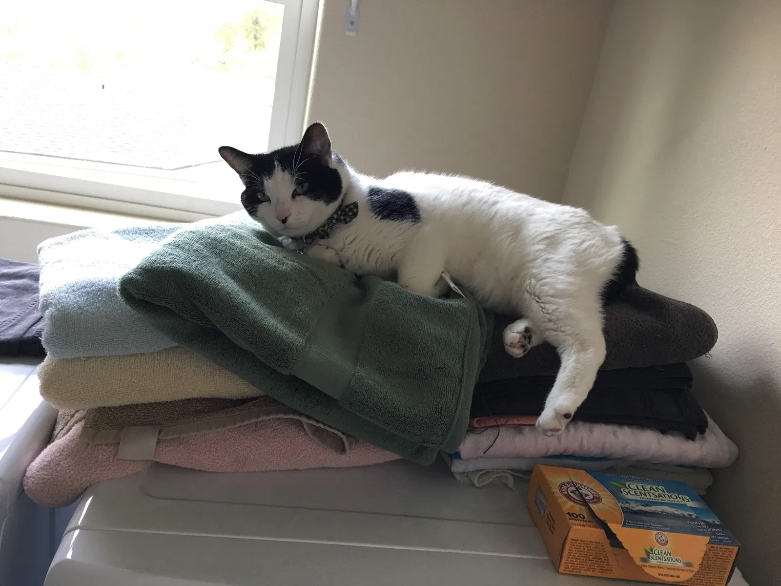 Lost cat in Bonney Lake, WA, 98391