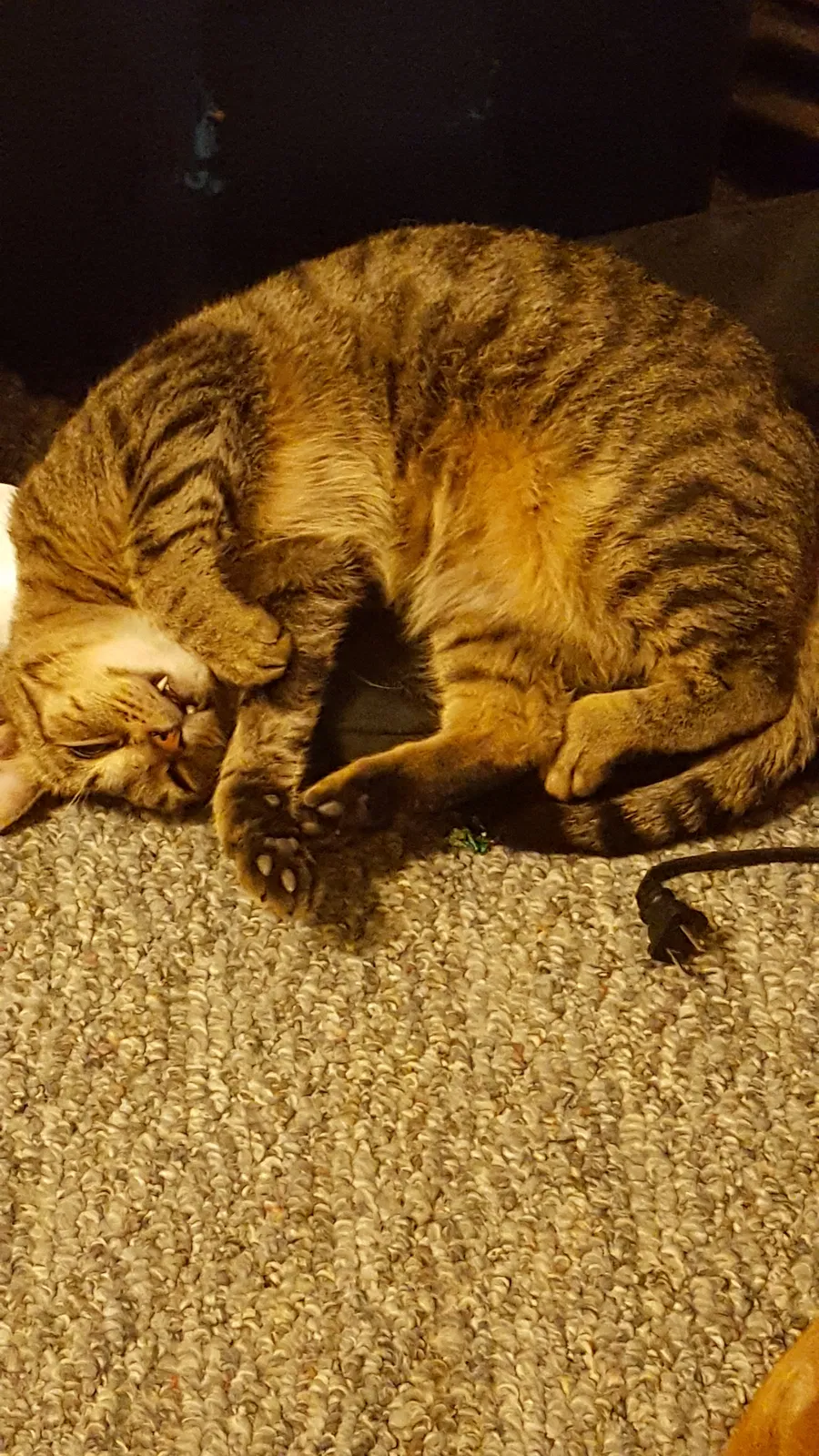 Lost cat in Bellefontaine, OH, 43311