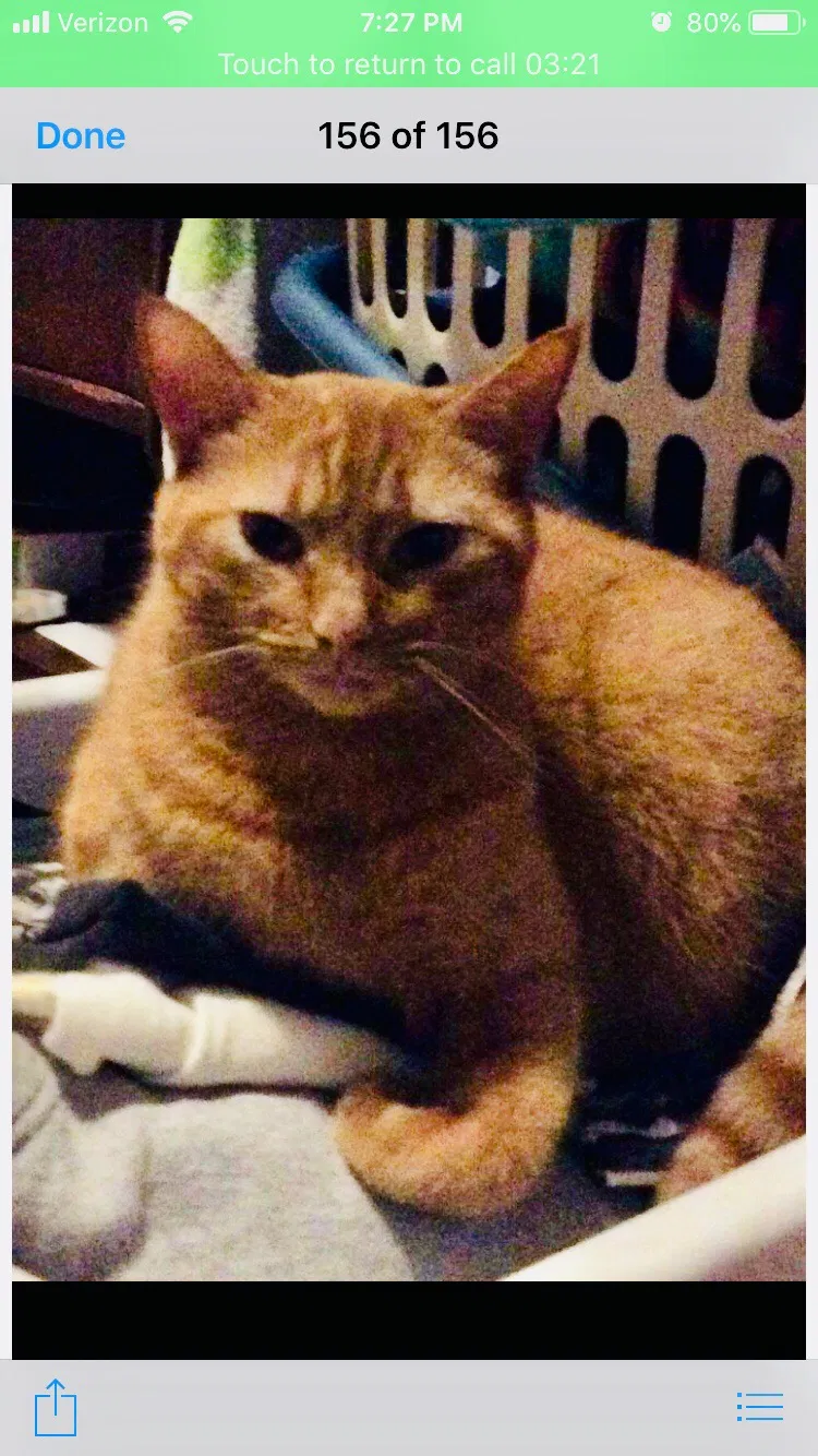 Lost cat in Wilmington, NC, 28403