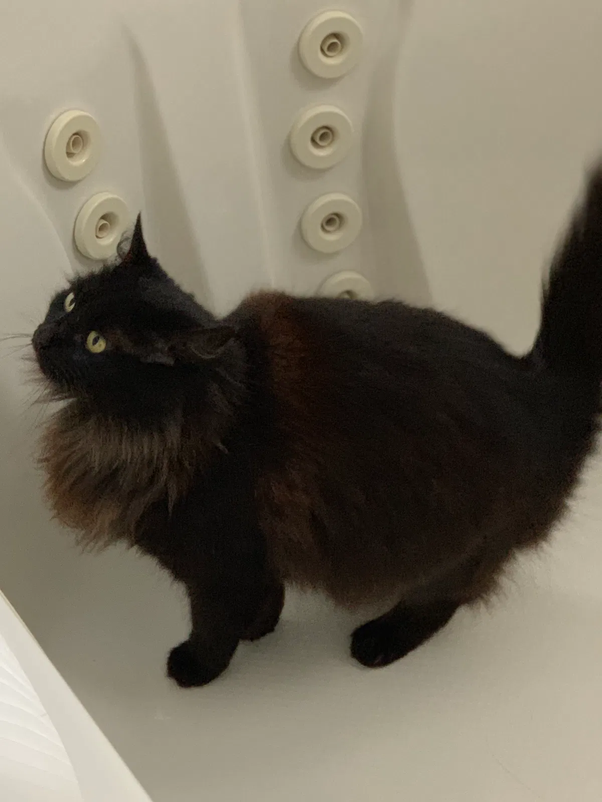 Lost cat in Metairie, LA, 70006