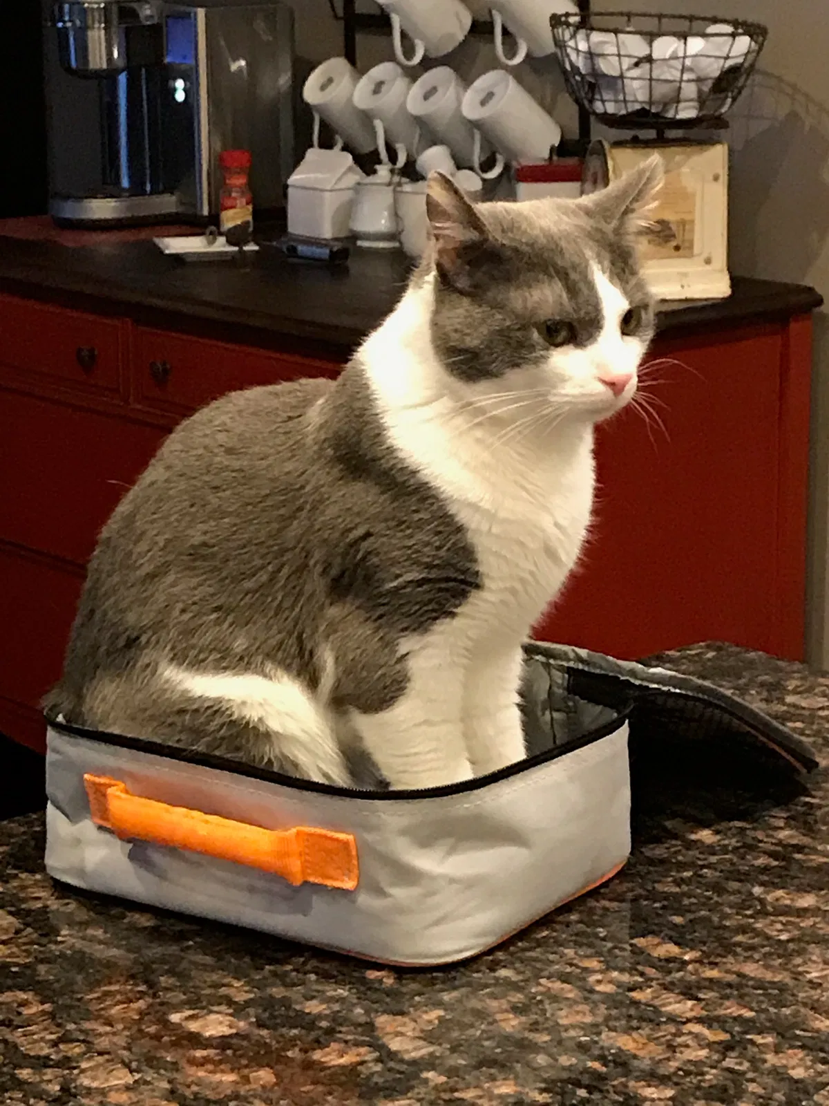 Lost cat in Canonsburg, PA, 15317